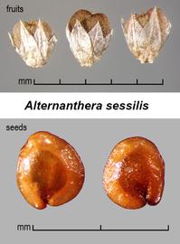   Fruits,nbsp;seeds:   Alternanthera sessilis ; Photo by J. Scher, Federal Noxious Weed Disseminules of the US
